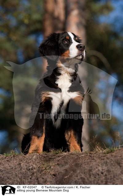 sitzender junger Berner Sennenhund / sitting young Bernese Mountain Dog / KF-02047
