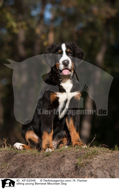sitzender junger Berner Sennenhund / sitting young Bernese Mountain Dog / KF-02048