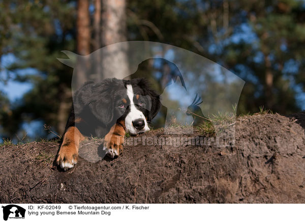 liegender junger Berner Sennenhund / lying young Bernese Mountain Dog / KF-02049