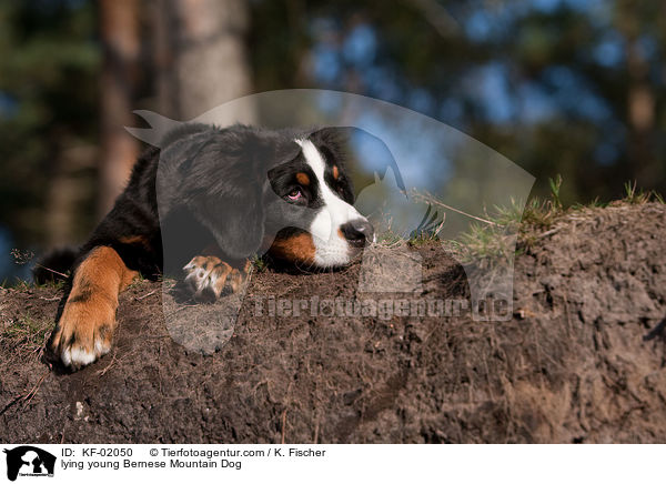 liegender junger Berner Sennenhund / lying young Bernese Mountain Dog / KF-02050