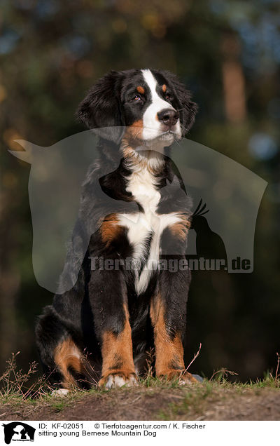 sitzender junger Berner Sennenhund / sitting young Bernese Mountain Dog / KF-02051