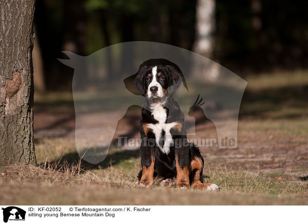 sitzender junger Berner Sennenhund / sitting young Bernese Mountain Dog / KF-02052