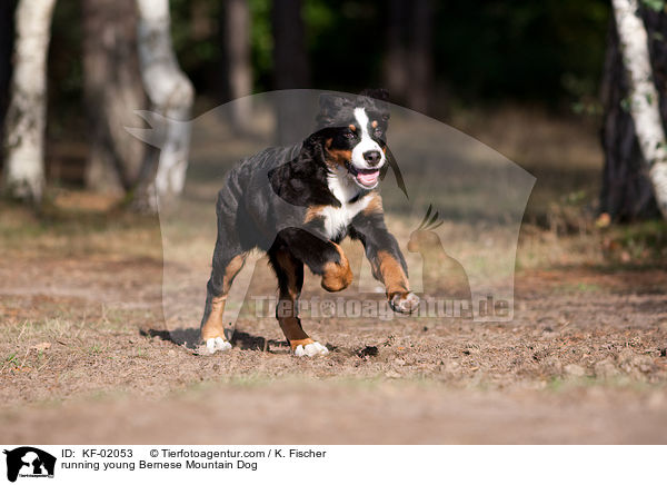 rennender junger Berner Sennenhund / running young Bernese Mountain Dog / KF-02053