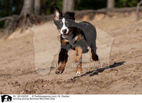 rennender junger Berner Sennenhund / running young Bernese Mountain Dog / KF-02055