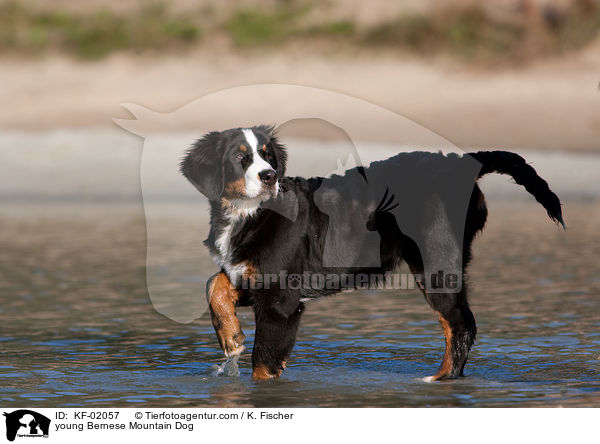 junger Berner Sennenhund / young Bernese Mountain Dog / KF-02057