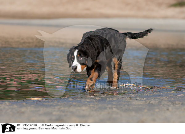 rennender junger Berner Sennenhund / running young Bernese Mountain Dog / KF-02058