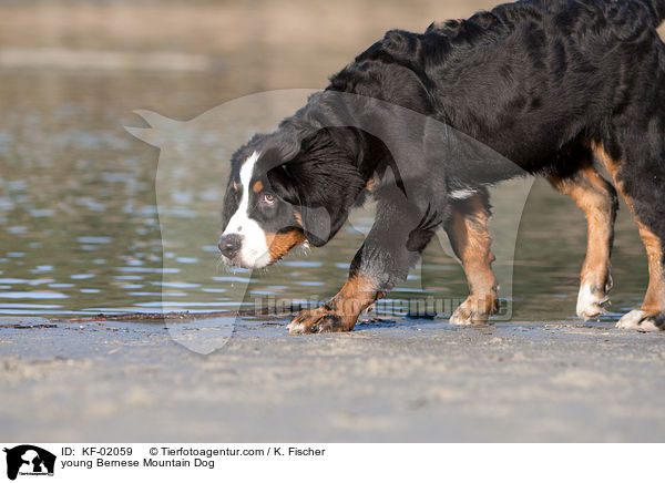 junger Berner Sennenhund / young Bernese Mountain Dog / KF-02059