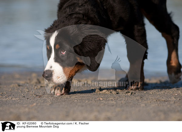 junger Berner Sennenhund / young Bernese Mountain Dog / KF-02060