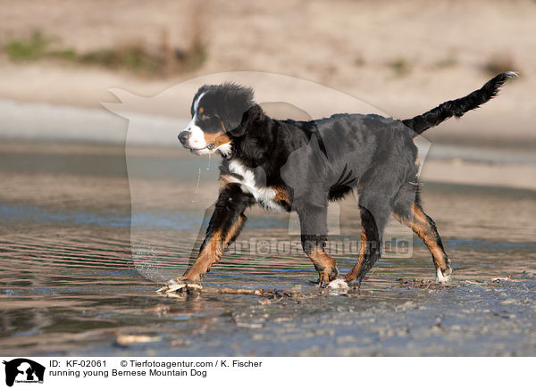 rennender junger Berner Sennenhund / running young Bernese Mountain Dog / KF-02061