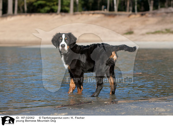 junger Berner Sennenhund / young Bernese Mountain Dog / KF-02062