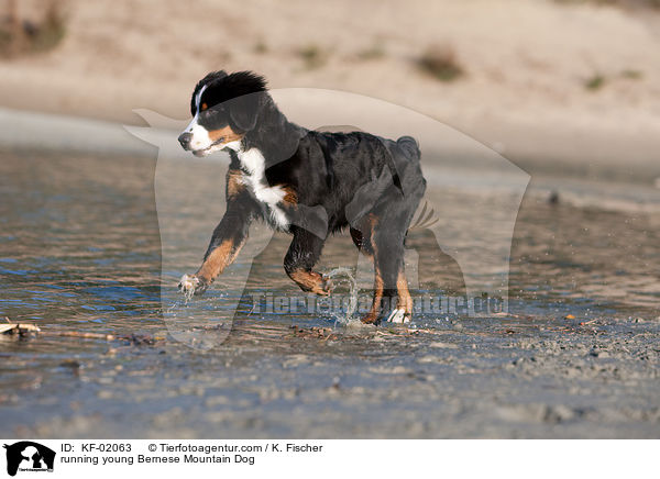 rennender junger Berner Sennenhund / running young Bernese Mountain Dog / KF-02063