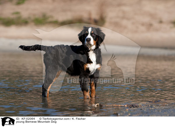 junger Berner Sennenhund / young Bernese Mountain Dog / KF-02064