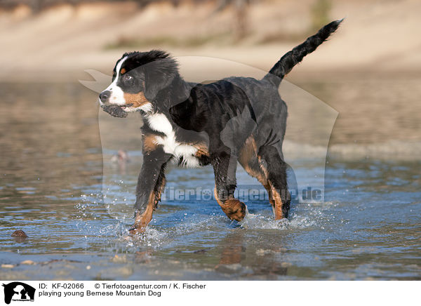 spielender junger Berner Sennenhund / playing young Bernese Mountain Dog / KF-02066