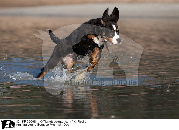 rennender junger Berner Sennenhund / running young Bernese Mountain Dog / KF-02068