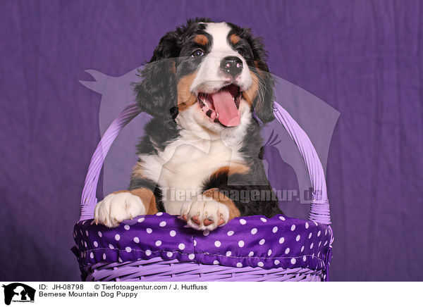 Berner Sennenhund Welpe / Bernese Mountain Dog Puppy / JH-08798
