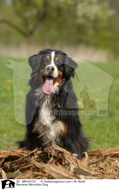 Berner Sennenhund / Bernese Mountain Dog / MR-04151