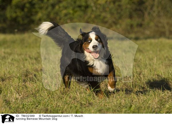 rennender Berner Sennenhund / running Bernese Mountain Dog / TM-02389