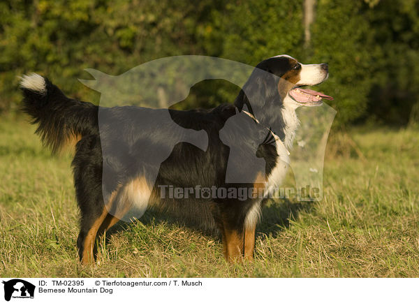 Berner Sennenhund / Bernese Mountain Dog / TM-02395