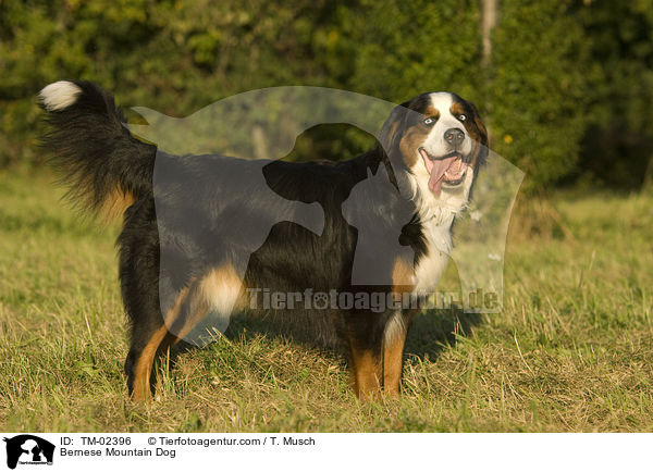 Berner Sennenhund / Bernese Mountain Dog / TM-02396
