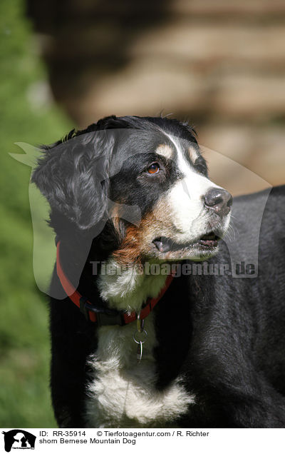 geschorener Berner Sennenhund / shorn Bernese Mountain Dog / RR-35914