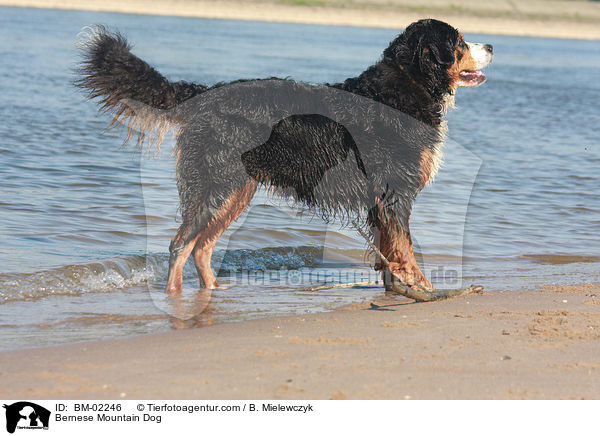 Berner Sennenhund / Bernese Mountain Dog / BM-02246