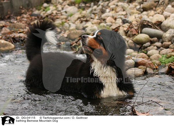 badender Berner Sennenhund / bathing Bernese Mountain Dog / DG-04115
