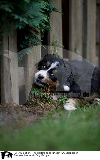 Berner Sennenhund Welpe / Bernese Mountain Dog Puppy / AM-03554