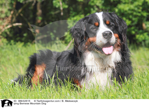 liegender Berner Sennenhund / lying Bernese Mountain Dog / BM-02615