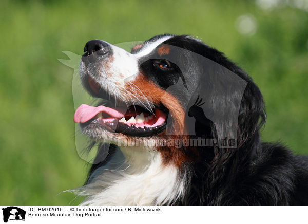 Berner Sennenhund Portrait / Bernese Mountain Dog Portrait / BM-02616