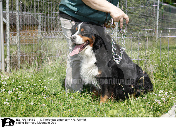 sitzender Berner Sennenhund / sitting Bernese Mountain Dog / RR-44466