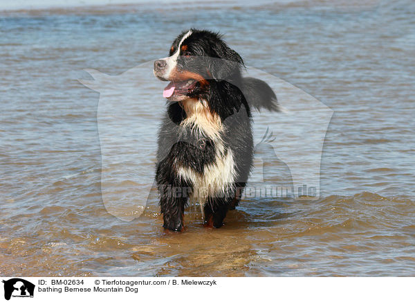 badender Berner Sennenhund / bathing Bernese Mountain Dog / BM-02634