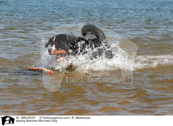 spielender Berner Sennenhund / playing Bernese Mountain Dog / BM-02635