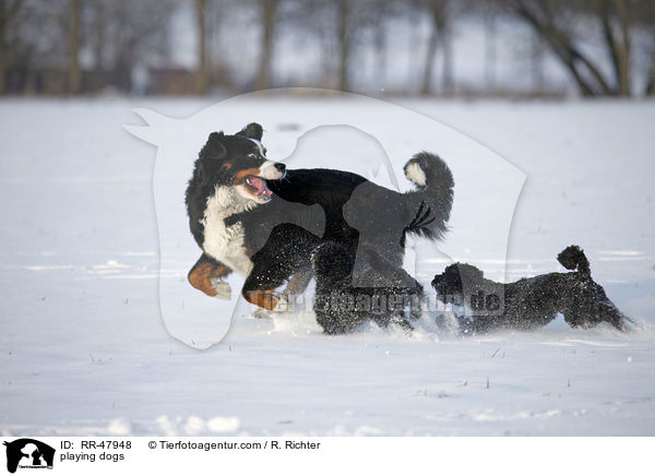spielende Hunde / playing dogs / RR-47948