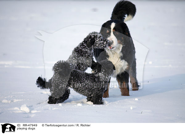 spielende Hunde / playing dogs / RR-47949