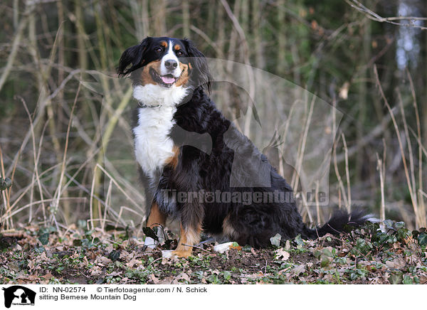 sitzender Berner Sennenhund / sitting Bernese Mountain Dog / NN-02574