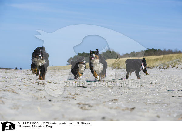 4 Berner Sennenhunde / 4 Bernese Mountain Dogs / SST-12090