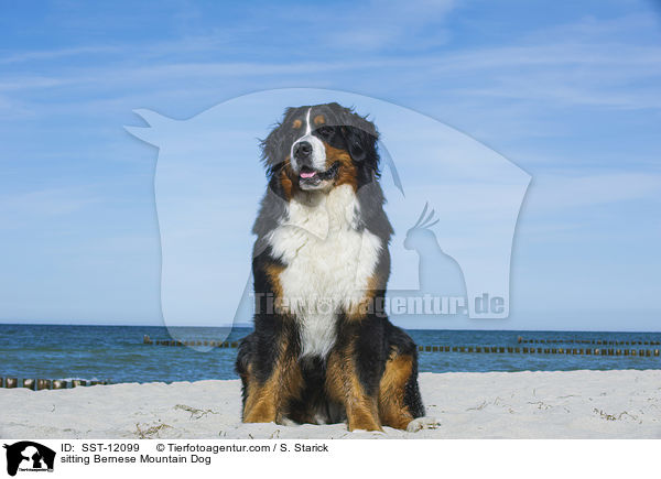 sitzender Berner Sennenhund / sitting Bernese Mountain Dog / SST-12099