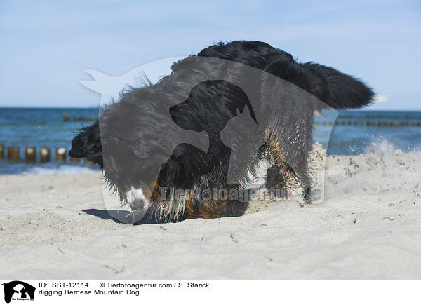 buddelnder Berner Sennenhund / digging Bernese Mountain Dog / SST-12114