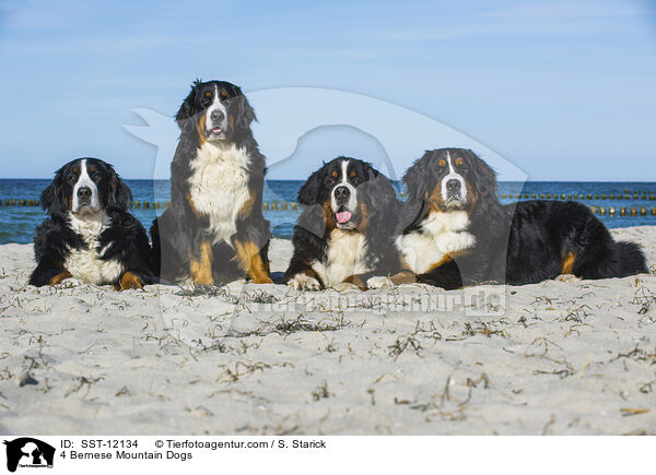 4 Berner Sennenhunde / 4 Bernese Mountain Dogs / SST-12134