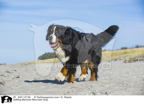 walking Bernese Mountain Dog / SST-12139