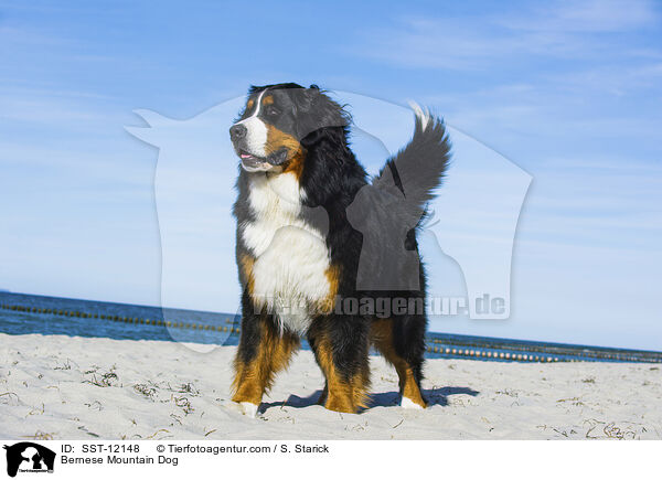 Berner Sennenhund / Bernese Mountain Dog / SST-12148