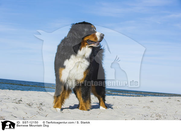 Berner Sennenhund / Bernese Mountain Dog / SST-12150
