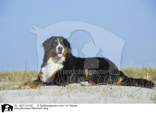 liegender Berner Sennenhund / lying Bernese Mountain Dog / SST-12160