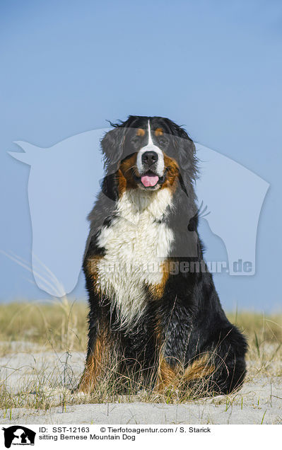 sitzender Berner Sennenhund / sitting Bernese Mountain Dog / SST-12163