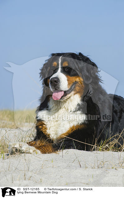 liegender Berner Sennenhund / lying Bernese Mountain Dog / SST-12165