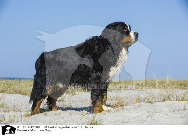 Berner Sennenhund / Bernese Mountain Dog / SST-12168