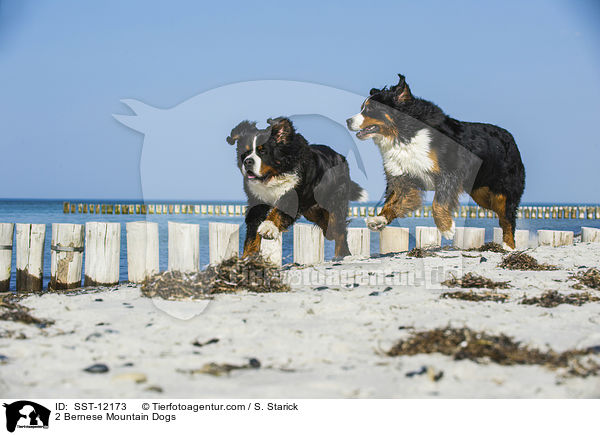 2 Berner Sennenhunde / 2 Bernese Mountain Dogs / SST-12173