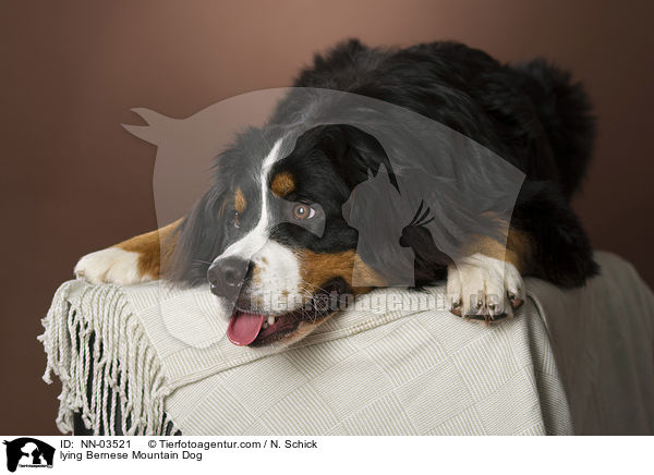 liegender Berner Sennenhund / lying Bernese Mountain Dog / NN-03521