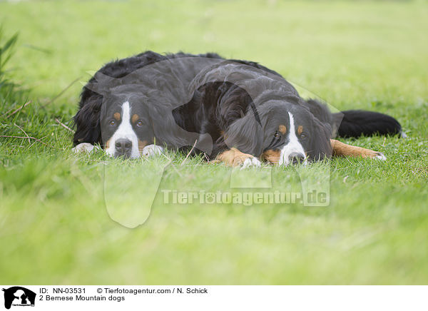 2 Berner Sennenhunde / 2 Bernese Mountain dogs / NN-03531