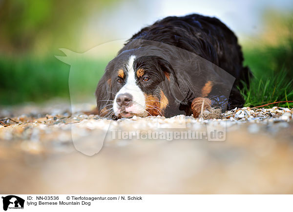 liegender Berner Sennenhund / lying Bernese Mountain Dog / NN-03536
